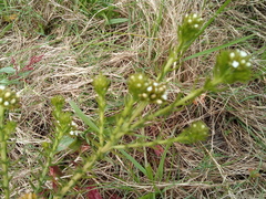 Thesium scabrum