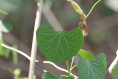 Cissampelos torulosa