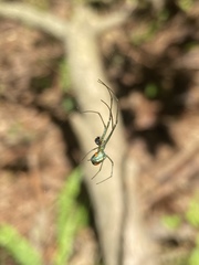 Leucauge argyrobapta