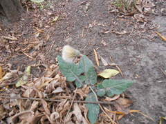 Chaptalia nutans