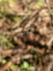 Leucauge argyrobapta