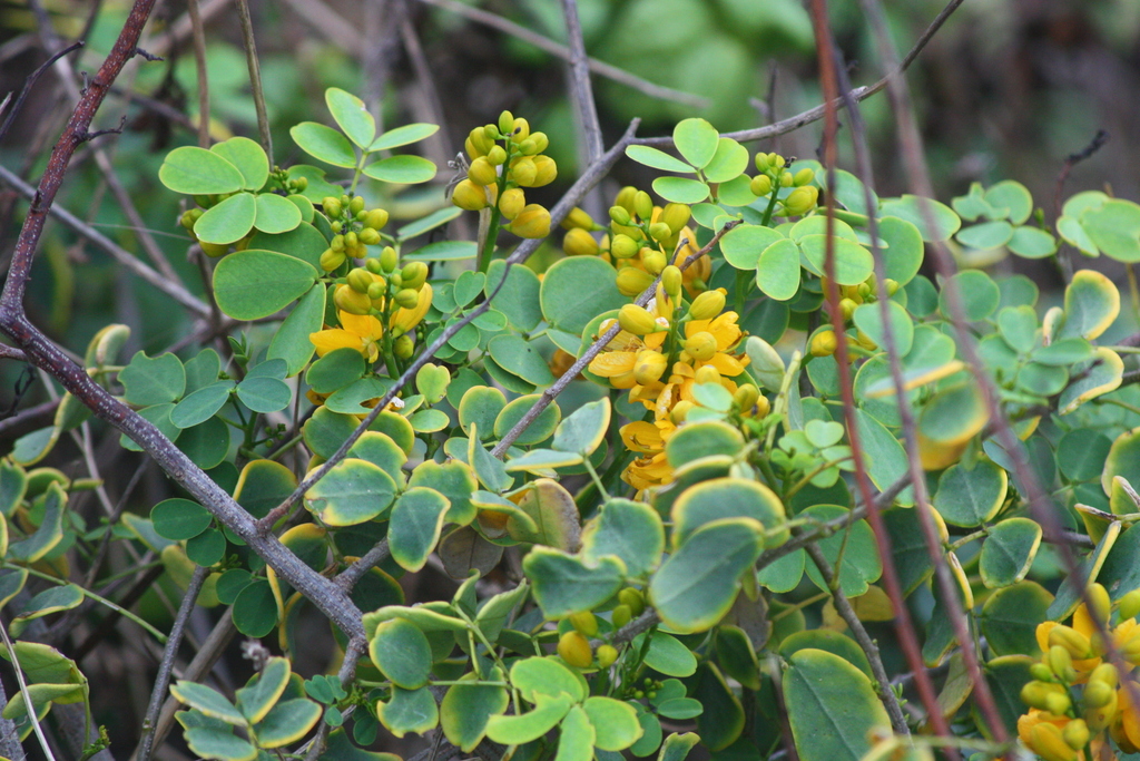 Christmasbush (Senna bicapsularis)
