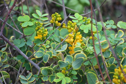 Senna bicapsularis
