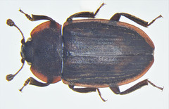 Phenolia grossa