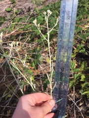 Pseudognaphalium thermale