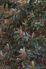 Brachylaena transvaalensis