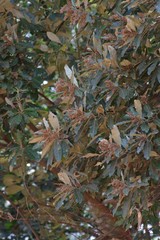 Brachylaena transvaalensis