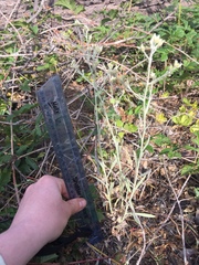 Pseudognaphalium thermale