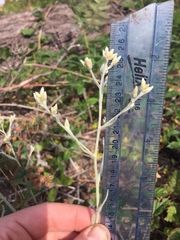 Pseudognaphalium thermale