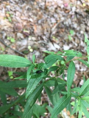 Microrhopala excavata