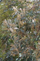 Brachylaena transvaalensis