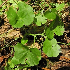 Hydrocotyle americana