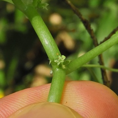 Hydrocotyle americana