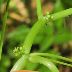 Hydrocotyle americana