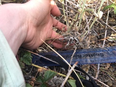 Pseudognaphalium thermale