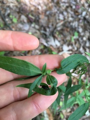 Microrhopala excavata