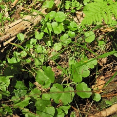 Hydrocotyle americana