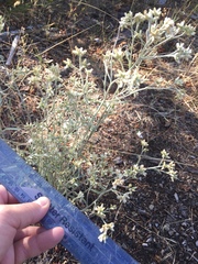 Pseudognaphalium thermale