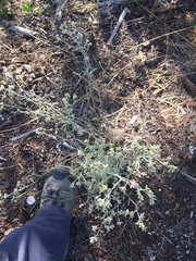 Pseudognaphalium thermale