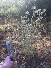 Pseudognaphalium thermale