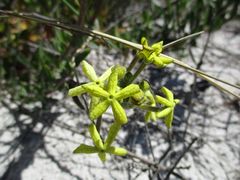 Lyperia lychnidea