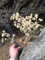 Pseudognaphalium thermale