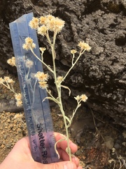 Pseudognaphalium thermale