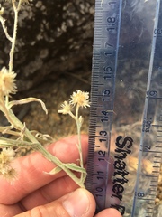 Pseudognaphalium thermale