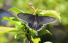 Parides bunichus