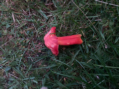 Hygrocybe splendidissima