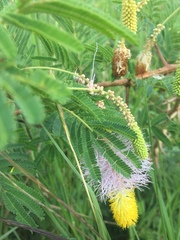 Dichrostachys cinerea