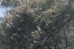 Brachylaena transvaalensis