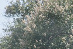 Brachylaena transvaalensis