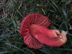 Hygrocybe splendidissima