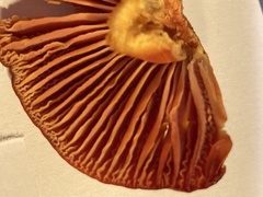 Hygrocybe splendidissima