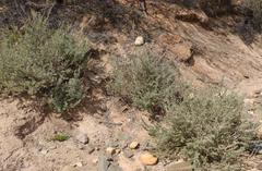Atriplex vestita