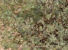 Atriplex vestita