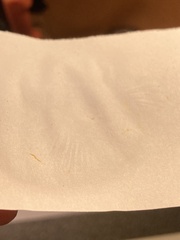 Hygrocybe splendidissima