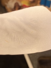 Hygrocybe splendidissima