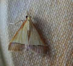 Pseudonoorda rubricostalis