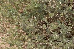 Atriplex vestita