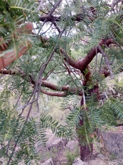 Bursera morelensis