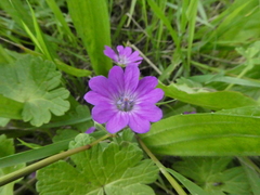 Geranium molle