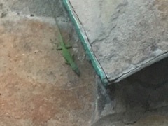 Anolis porcatus