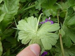 Geranium molle