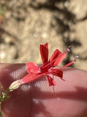Ipomopsis tenuifolia