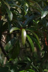 Protorhus longifolia