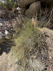 Ephedra californica