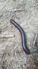 Narceus americanus