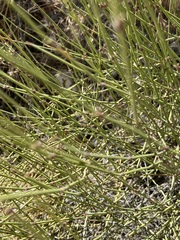 Ephedra californica
